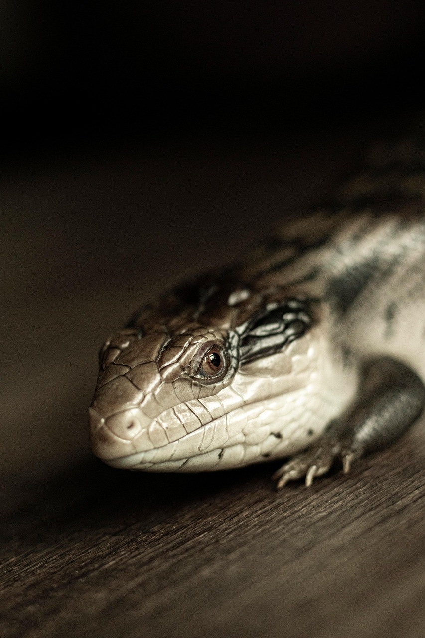 lizard, blue tongue lizard, reptile, scales, wildlife, australia, anima