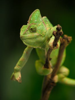 A green chameleon sits on a branch with a blurred green background, showcasing its colorful scales.