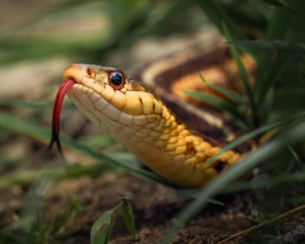 Vibrant garter snake close-up with flickering forked tongue and textured scales.