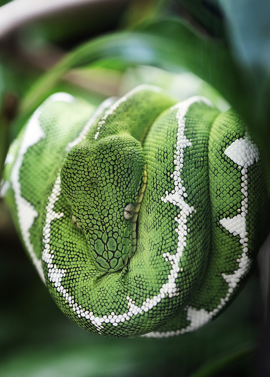 snake, nature, reptile, animal, wildlife, macro, green snake
