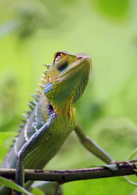 chameleon, animal, wild, wildlife, nature, colorful, green, reptile, green nature, green animals, green color, green natural, chameleon, chameleon, chameleon, chameleon, chameleon