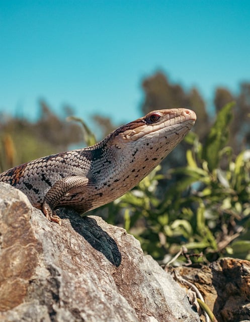 blue tongue skink, blue tongue lizard, nature, animal, reptile, skink, australia, lizard, blue tongue