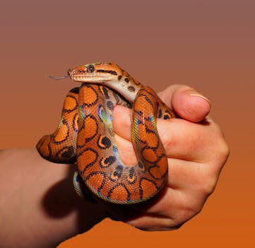 Close-up shot of a vibrant rainbow boa constrictor being held with a warm background.
